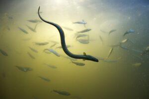 © J. Faucher - LOGRAMI