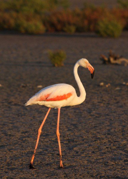 Flamant_rose_2013_SB_19_site