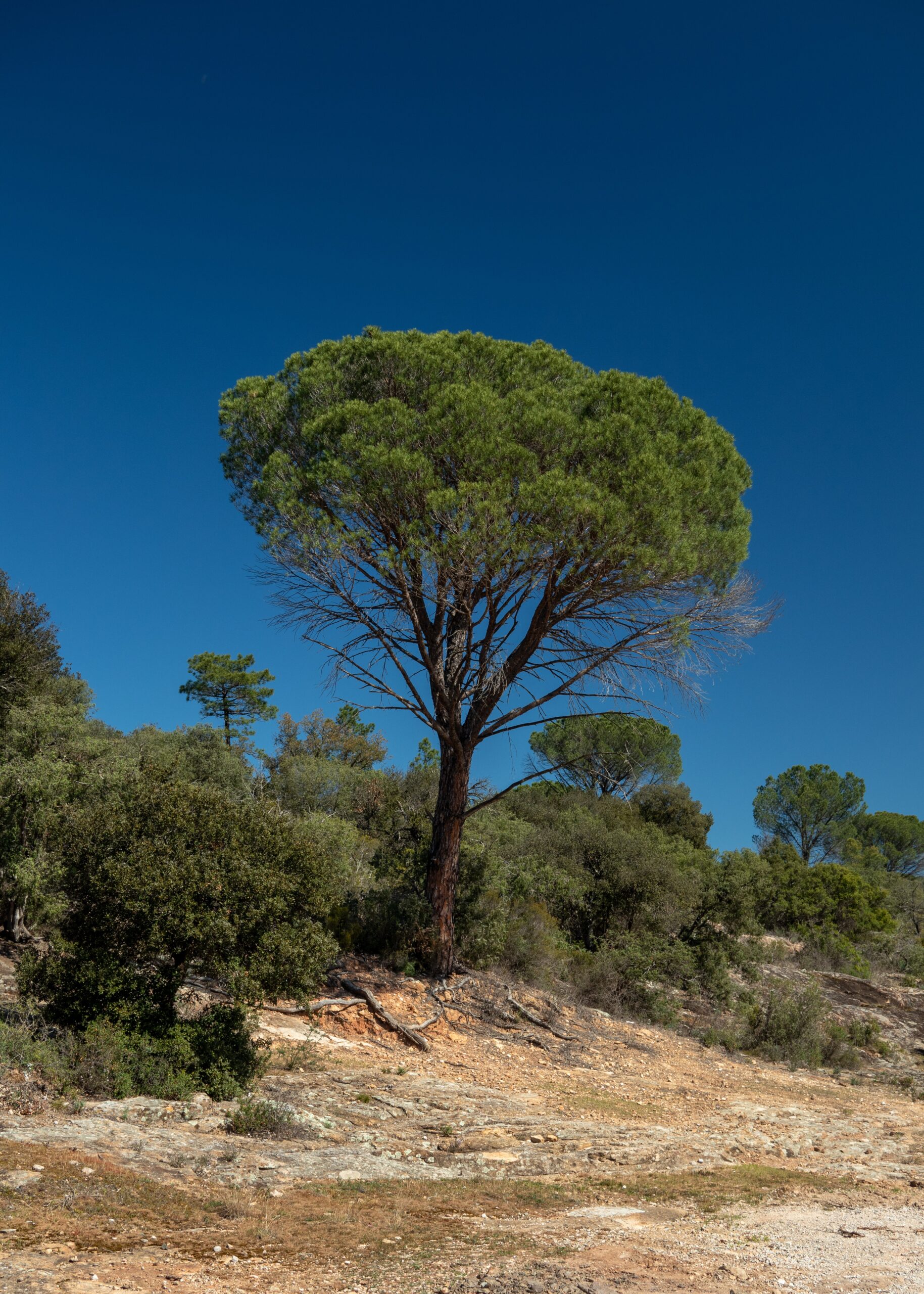 photo-V-arbre-2023-RNNPM